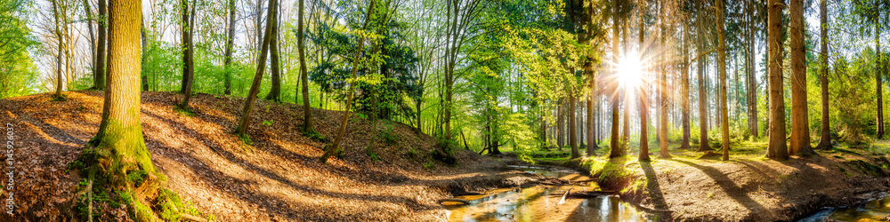 Idyllischer Wald mit Bach und Sonne Idyllischer Wald mit Bach und Sonne