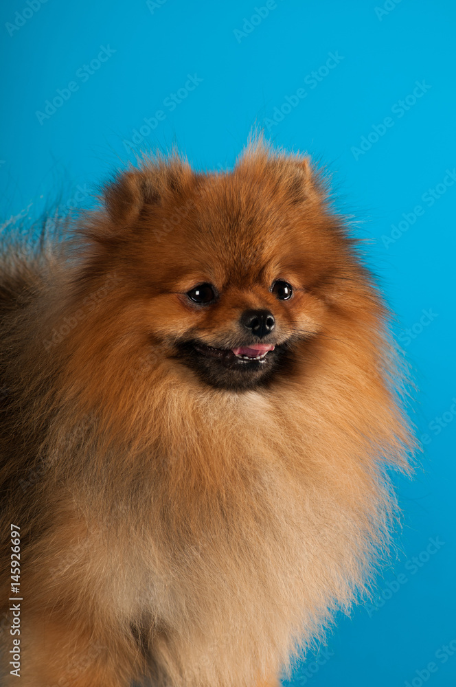 Pomeranian spitz portrait at studio Pomeranian spitz portrait at studio