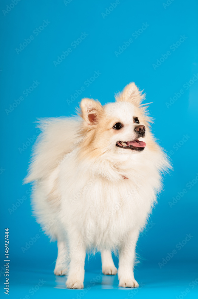 White small spitz portrait at studio White small spitz portrait at studio