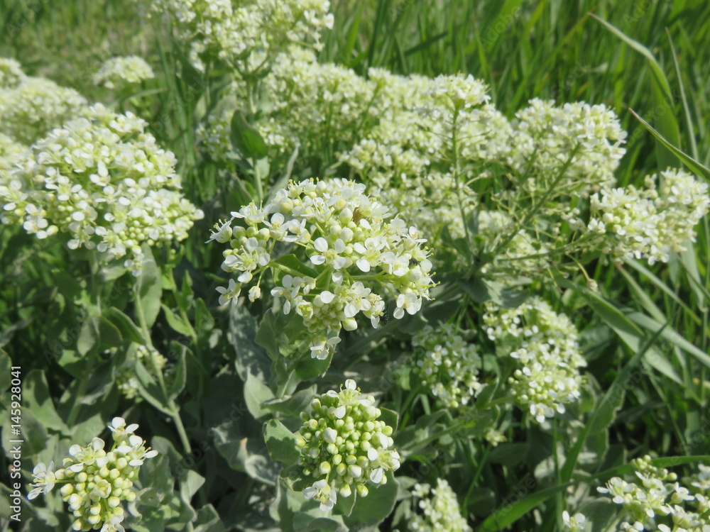Fiori selvatici Fiori selvatici