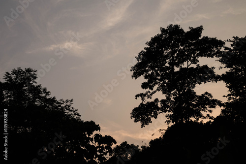 tree silhouette in sunset