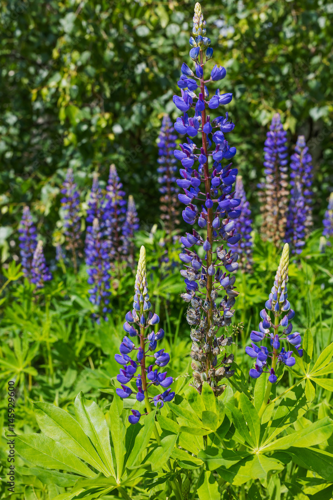 View on lupine flowers at green grass