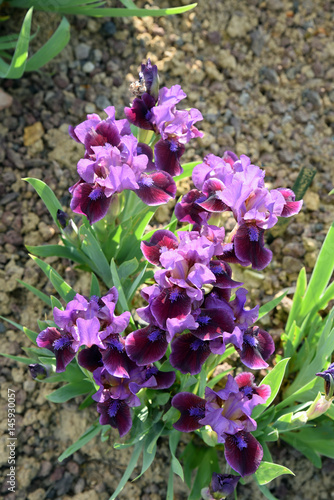Fototapeta Naklejka Na Ścianę i Meble -  Iris germanica violet au printemps au jardin