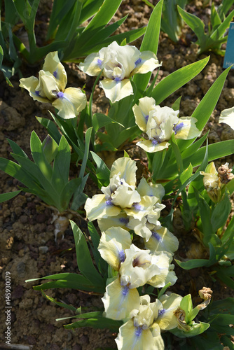 Fototapeta Naklejka Na Ścianę i Meble -  Iris germanica jaune et bleu au printemps au jardin