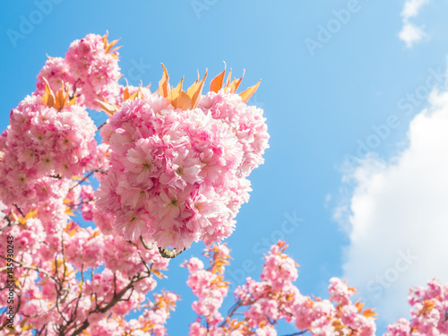 Kirschblüten eines Zierkirschen Baumes im Sonnenlicht