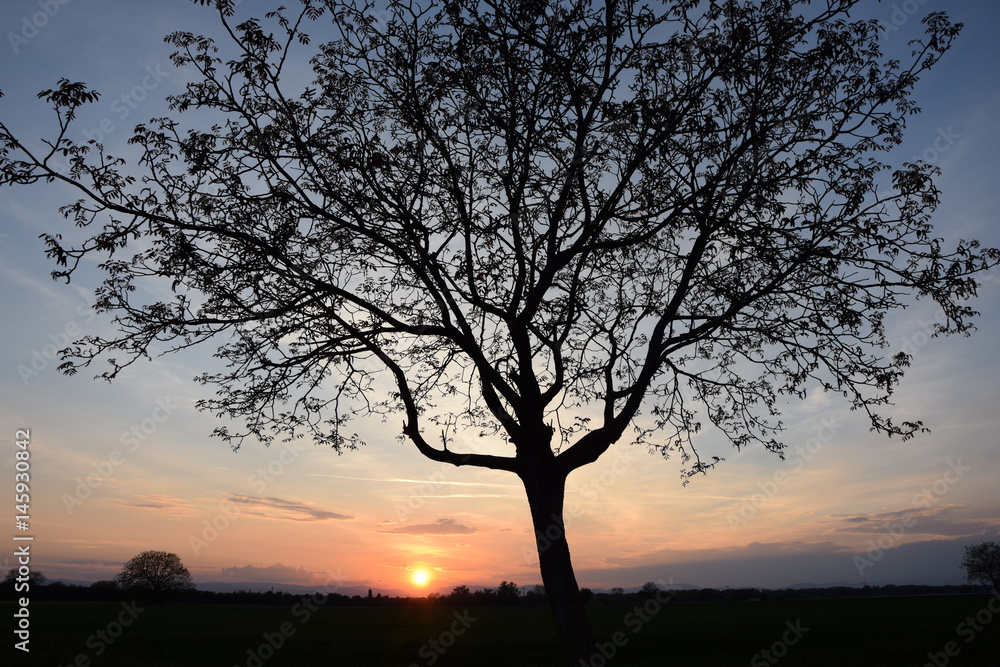 Baum bei Sonnenuntergang