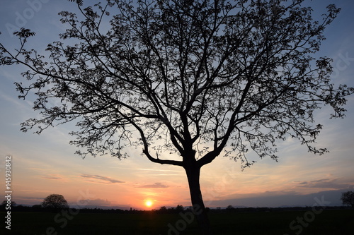 Baum bei Sonnenuntergang