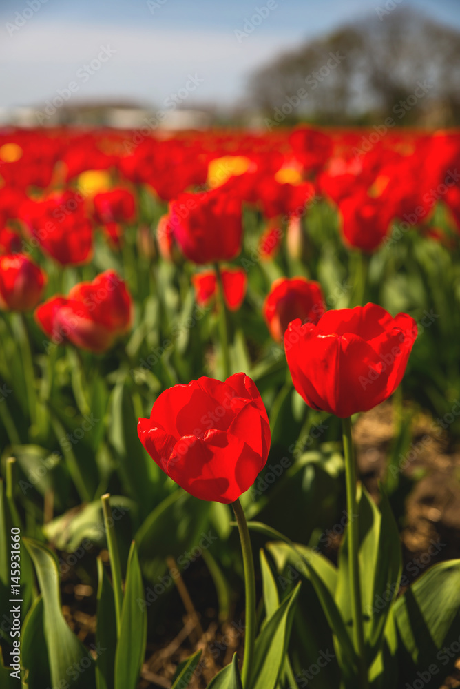 Netherlands Netherlands