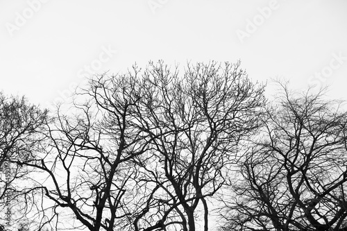 Tree silhouettes © juananbarros