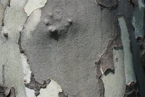 Platane