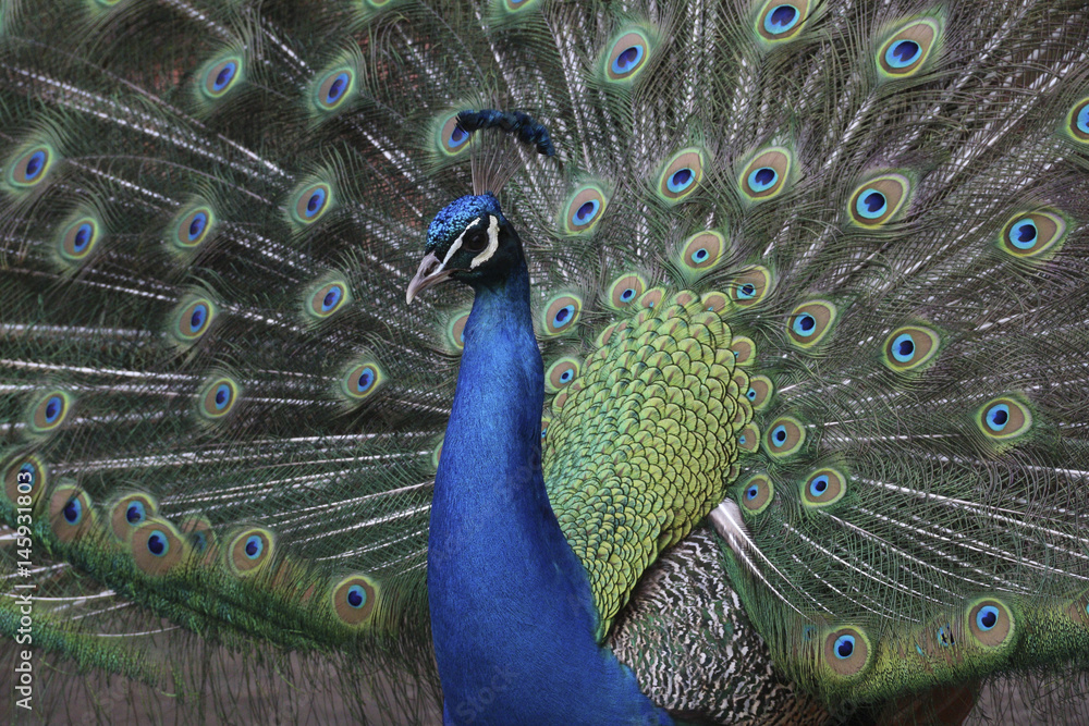 Fototapeta premium Peacock close up proudly displaying his beautiful tail train