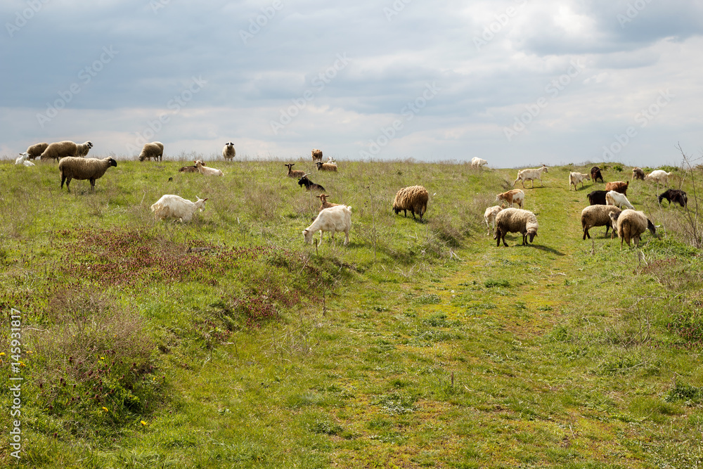 Herd of sheep and goats grazing