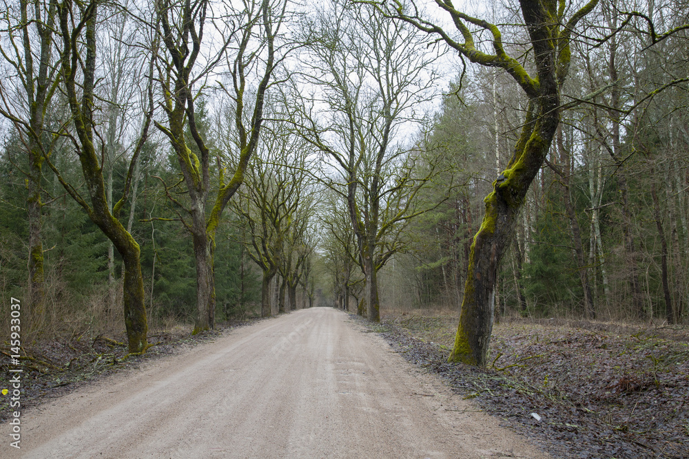 Wild old trees growing along the road Wild old trees growing along the road