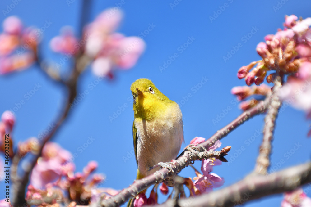 河津桜とメジロ