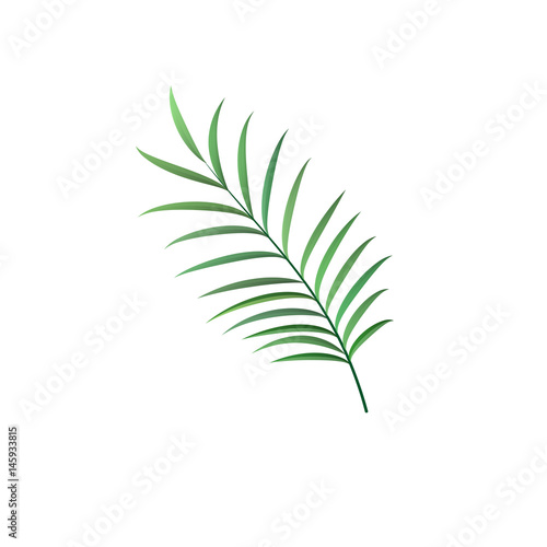 realistic palm leaf vector isolated sign