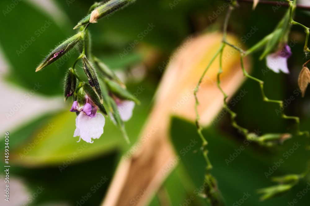 seed and flower closeup seed and flower closeup