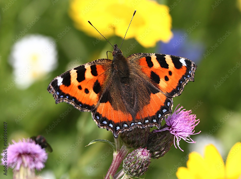 Obraz premium Colourful European Small Tortoiseshell butterfly (Aglais urticae) in summer.