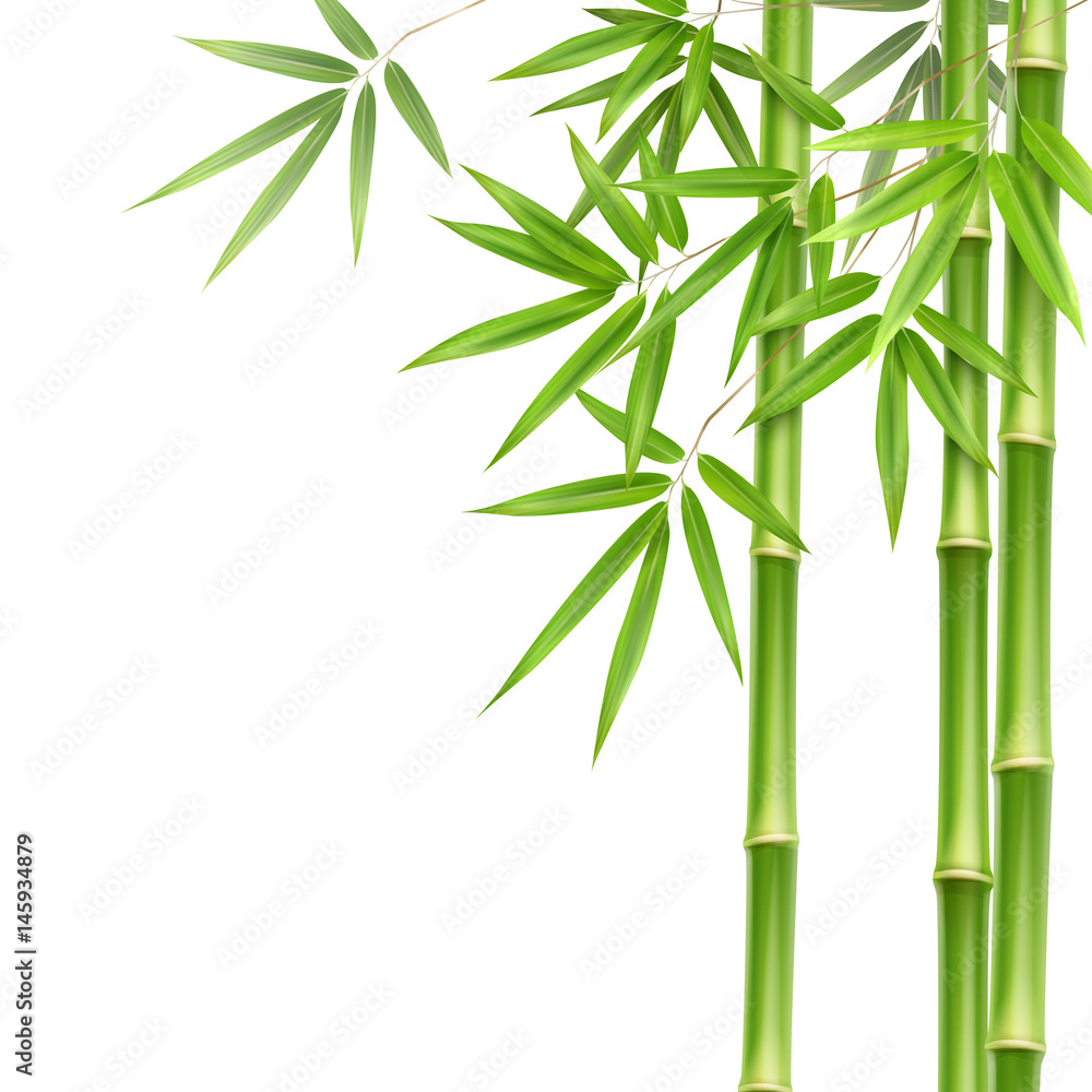 Fototapeta Zielone łodygi bambusa