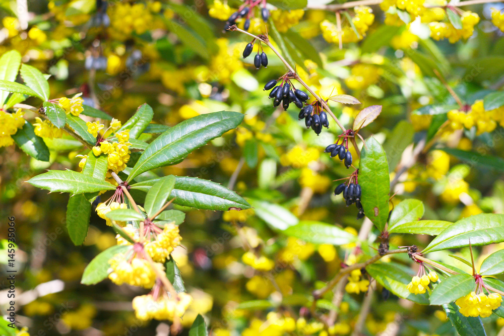 Berberice (Berberidaceae) Mahonie (Mahonia) mit Blüten und Früchten im Frühjahr Berberice (Berberidaceae) Mahonie (Mahonia) mit Blüten und Früchten im Frühjahr
