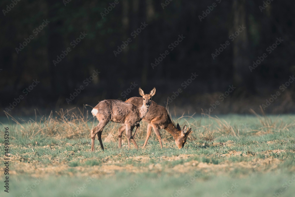 Obraz premium Two alert roe deer in meadow lit by morning sunlight.