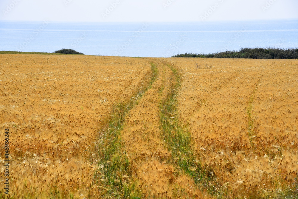 tracks of tractor in field of wheat against the sea 