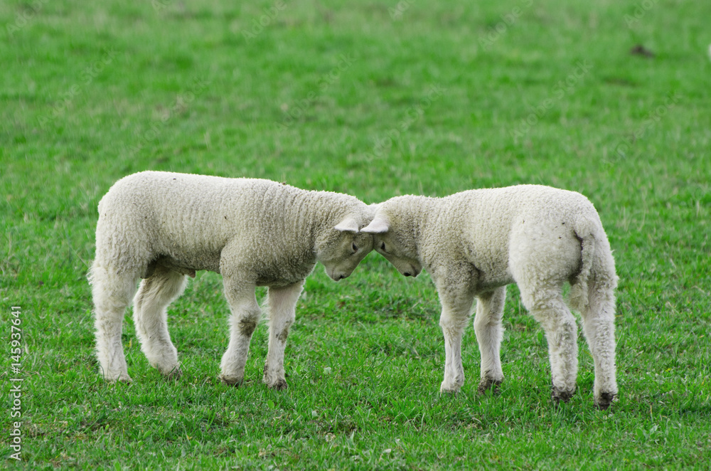 Two playful young lambs butting heads Two playful young lambs butting heads
