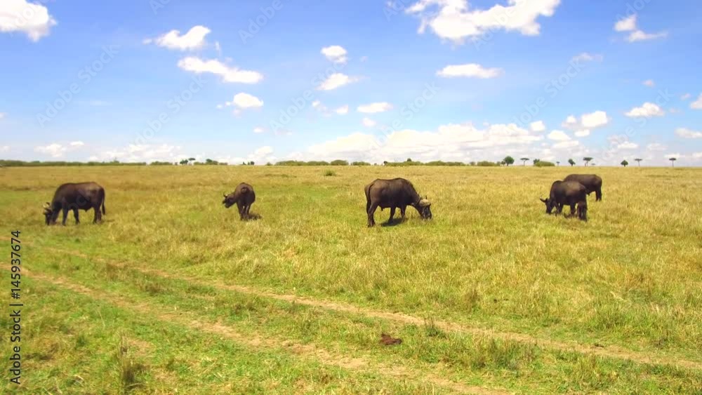 buffalo bulls gazing in savanna at africa buffalo bulls gazing in savanna at africa