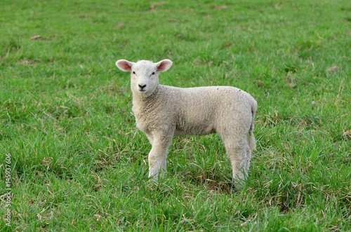 Single lamb facing the camera in the green grass