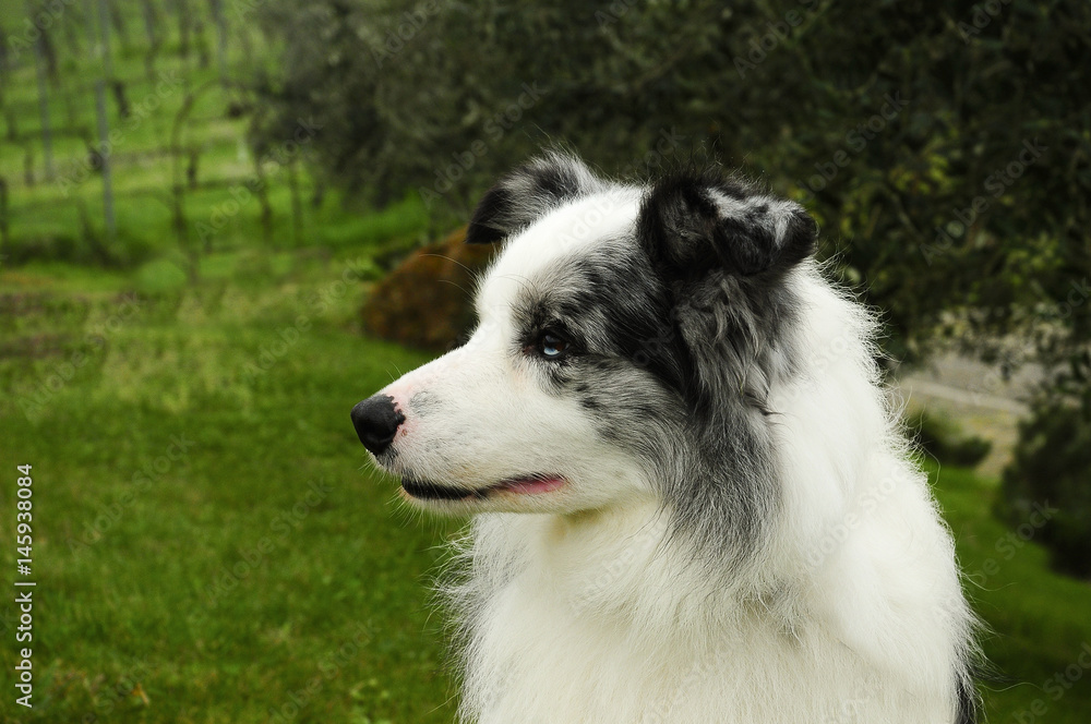  Border Collie dog