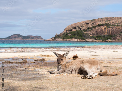 Kangaroo on the beach at Lucky Bay, Western Australia