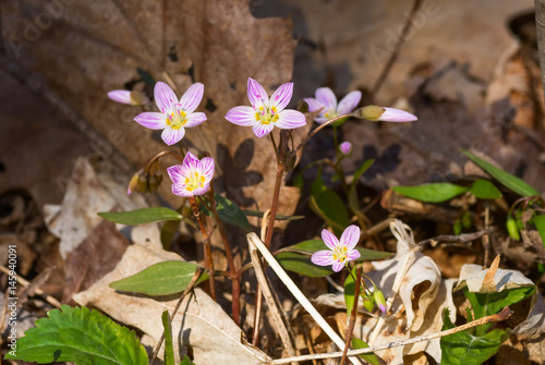 Carolina Spring Beauty / Claytonia caroliniana