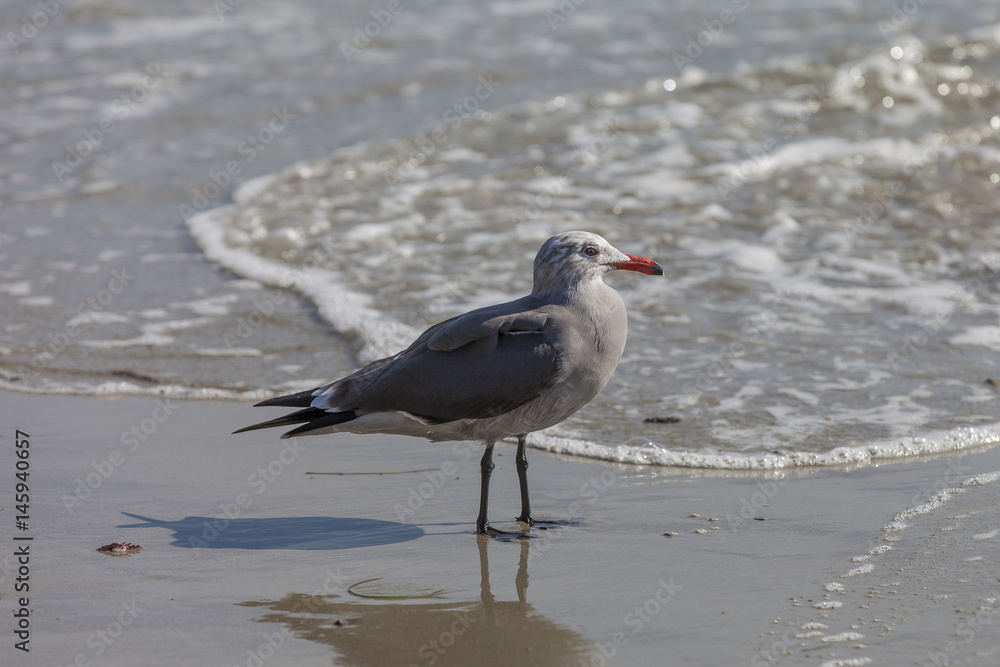 Heermann's Gull on California Shore Heermann's Gull on California Shore