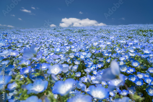 Nemophila, flower field at Hitachi Seaside Park in spring, Japan. selective focus at center