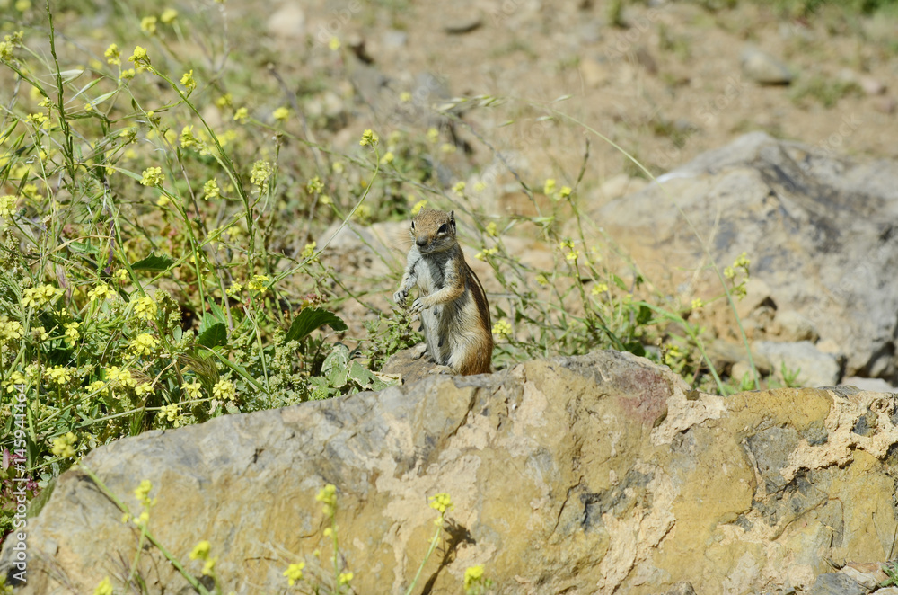 Spain, Canary Island, ground squirrel Spain, Canary Island, ground squirrel