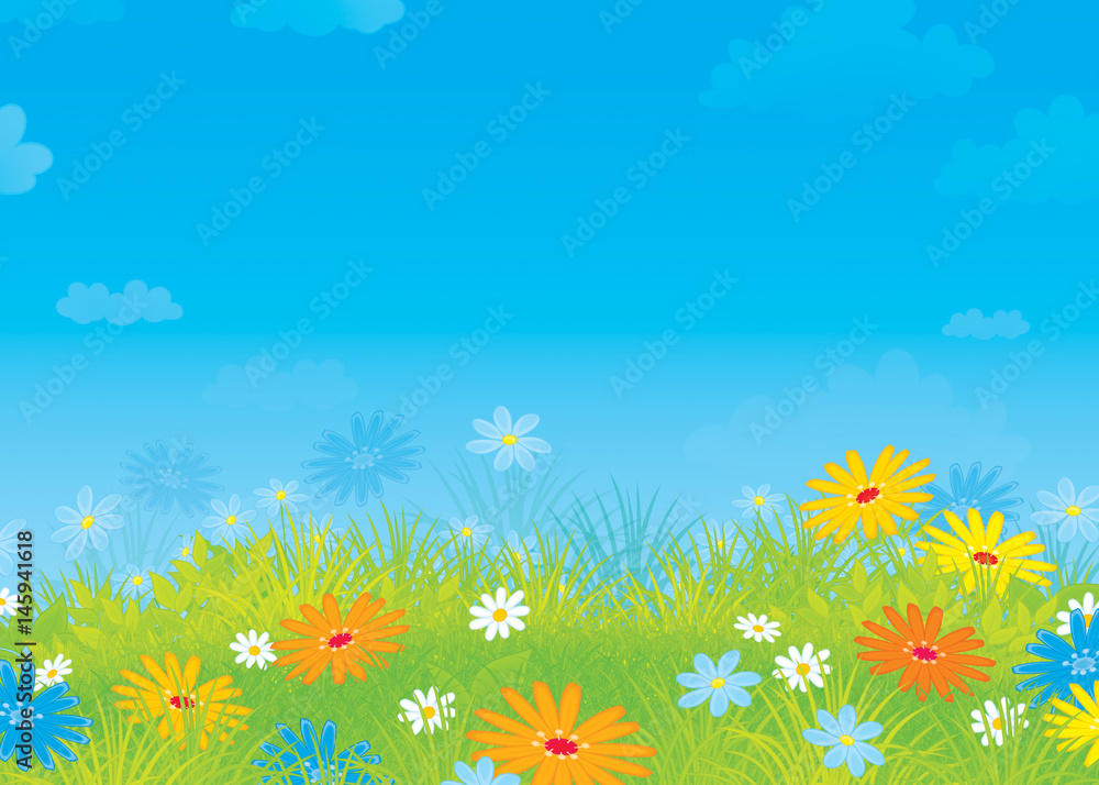 Summer field with flowers