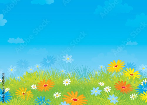 Summer field with flowers