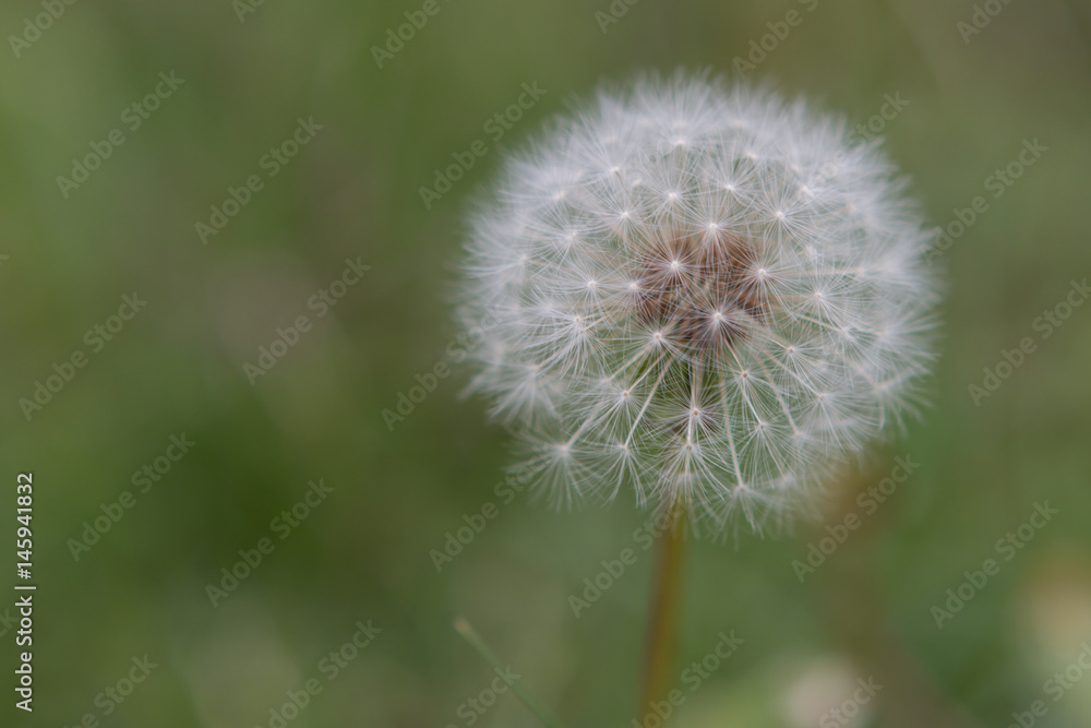 dandelion with open space