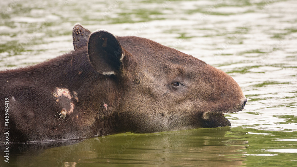 Wild wounded tapir crossing a river Wild wounded tapir crossing a river