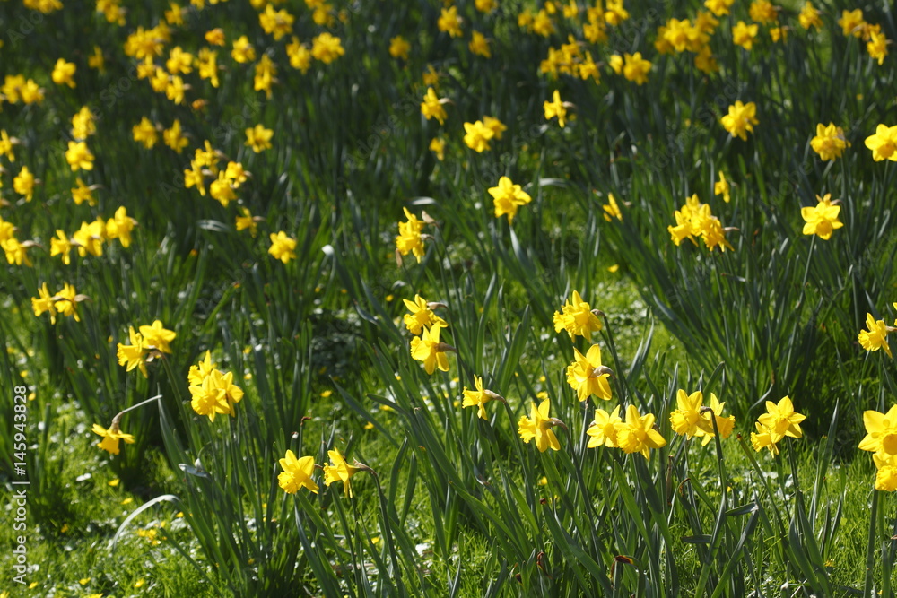 Narzissenblüte (Narcissus Pseudonarcissus) Narzissenblüte (Narcissus Pseudonarcissus)