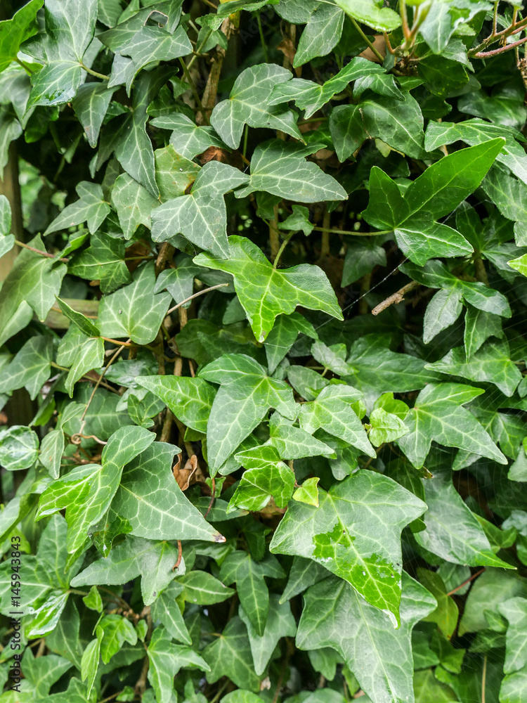 custom made wallpaper toronto digitalivy