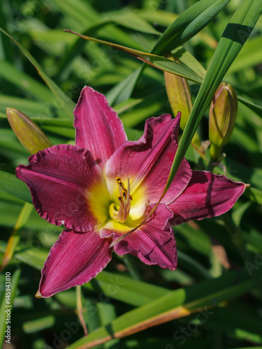 Daylily