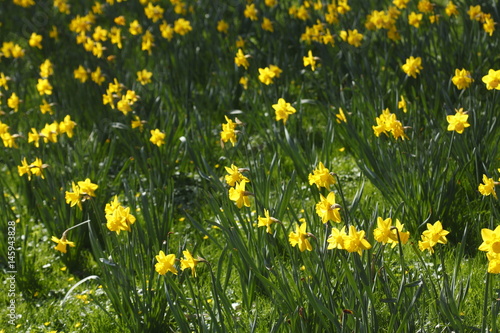 Fototapeta Naklejka Na Ścianę i Meble -  Narzissenblüte  (Narcissus Pseudonarcissus)