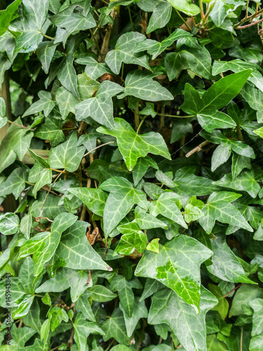 Wallpaper Mural ivy  Torontodigital.ca