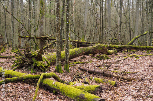 Bueauty of Bialowieza Forest photo