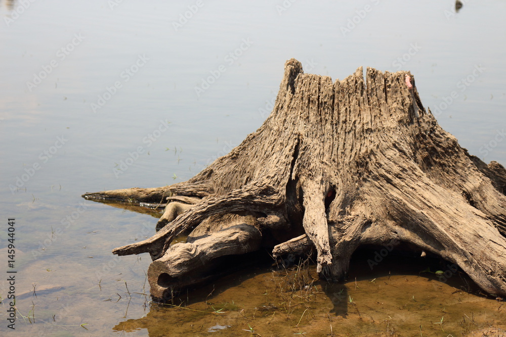 The roots of the trees are dams in Thailand.