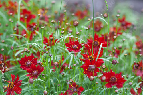 Coreopsis