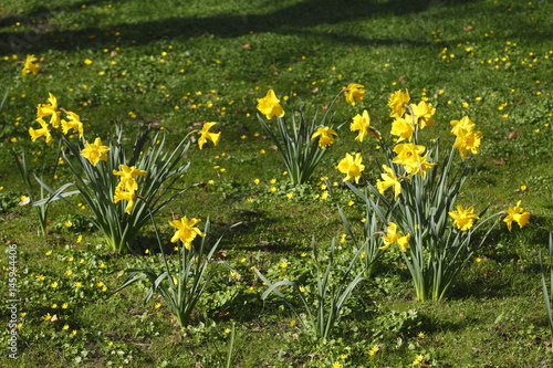 Fototapeta Naklejka Na Ścianę i Meble -  Narzissenblüte  (Narcissus Pseudonarcissus)