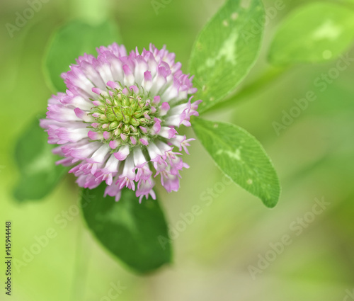 trifolium flower in a garden