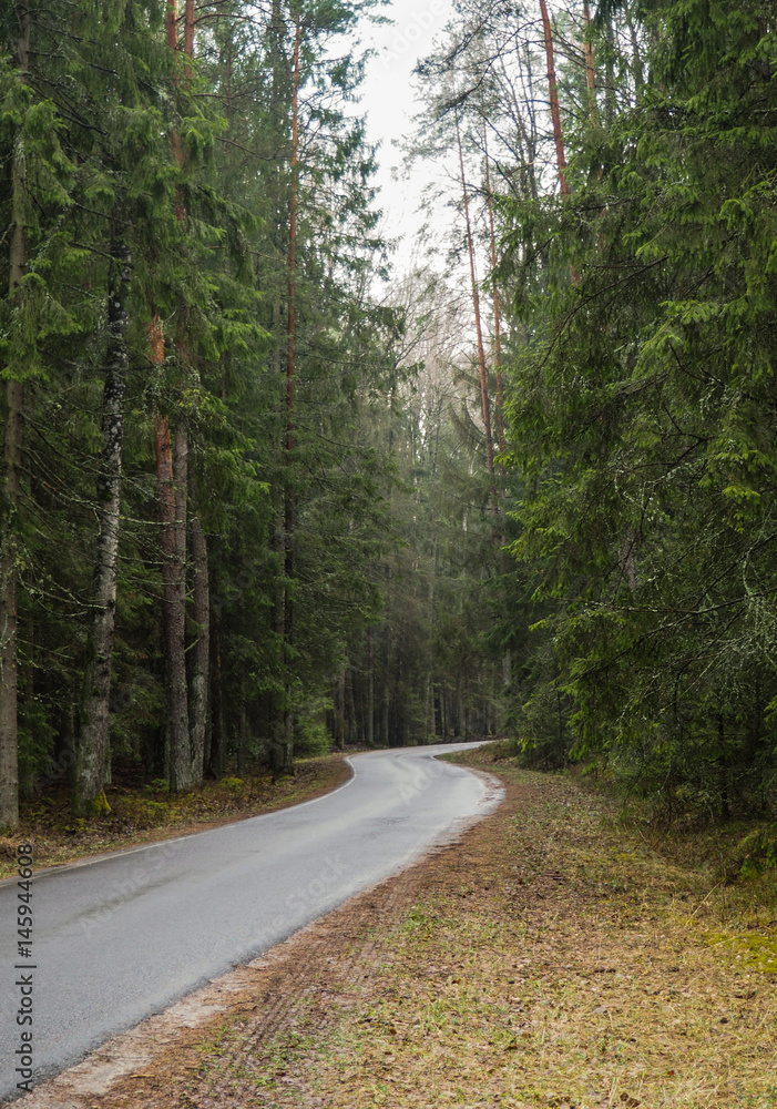 Bueauty of Bialowieza Forest Bueauty of Bialowieza Forest