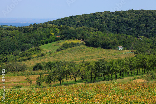 Serene Landscape in Fruska Gora National Park, Serbia
